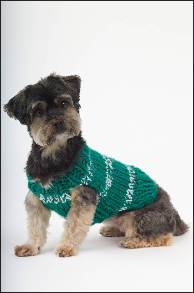Free Dachshund Dog Sweater Knitting Pattern